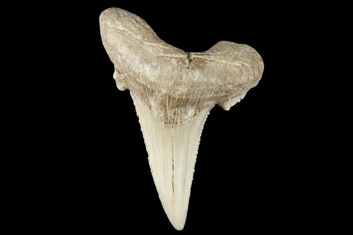 Serrated Fossil Auriculatus Tooth - Sarysu River, Kazakhstan #173801